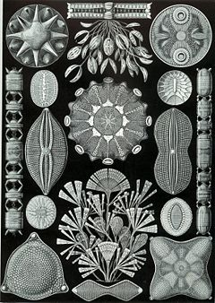 http://upload.wikimedia.org/wikipedia/commons/thumb/e/e9/Haeckel_Diatomea.jpg/240px-Haeckel_Diatomea.jpg