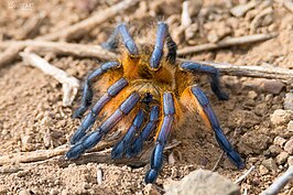 Harpactira pulchripes