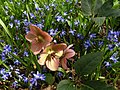 Helleborus × ericsmithii