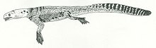 Illustration of the prehistoric marine reptile Helveticosaurus by Naish Helveticosaurus Naish.jpg