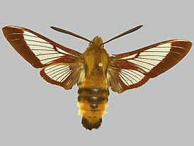 Hemaris beresowskii