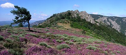 Palombière bei Douch (Rosis, Hérault).