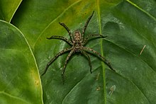 Heteropoda venatoria-Kadavoor-2017-05-22-001.jpg