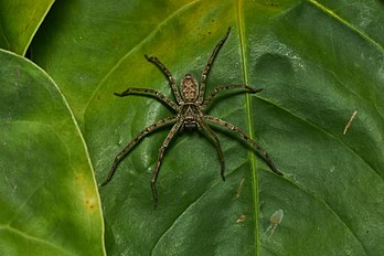 Aranha-caranguejo (Heteropoda venatoria), uma espécie de aranha da família Sparassidae com uma distribuição pantropical. (definição 6 000 × 4 000)