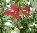 ริ้วประดับใกล้ก้านดอกชบา (Hibiscus rosa-sinensis)