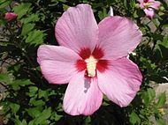 Hibiscus syriacus 2.jpg