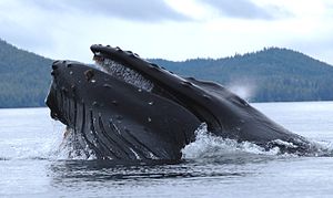 Humpback whale straining krill Humpback whale NOAA.jpg