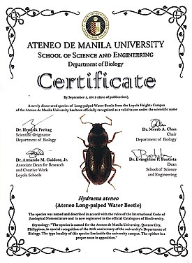 Сертификат с подтверждением этимологии вида H. ateneo