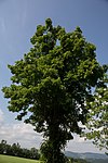 Winterlinde (Tilia cordata)