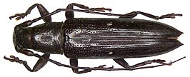 Ichthyodes biguttula