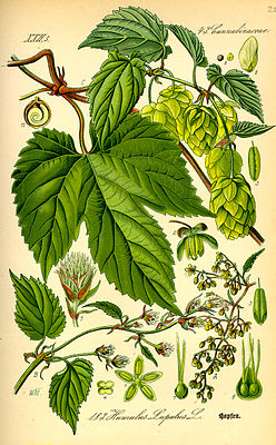 Echt Hoop (Humulus lupulus), tiaknang