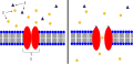 1. Ion Channel Receptor 2. Ions 3. Ligand (such as acetylcholine) This is an example of an ion channel receptor. On the left, the channel is closed, because the ligand (dark purple triangle) has not binded to the receptor. When the ligand binds to the receptor, the channel opens, and the ions (orange circles) can freely flow through the membrane. In a neuromuscular junction, these are used to transfer the action potential from the neuron to the muscle. The ligand is acetylcholine, and when it binds to the ion channel receptor on the membrane of the muscle, the channel opens and allows sodium ions to flow into the muscle.