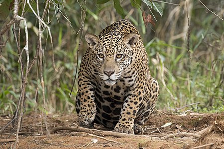 Jaguar at the Piquiri River, the Pantanal, Brazil, by User:Charlesjsharp