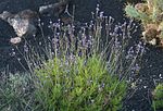 Miniatura para Lavandula canariensis