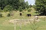 Wasserbüffel und Przewalski-Pferde