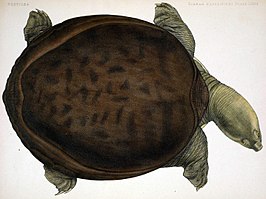 Burmese klepweekschildpad