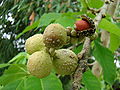 Bizarně utvářený šách Magnolia (Michelia) champaca