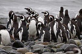 Pingüinos Magallanico de Isla Magdalena