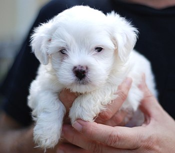 A Maltese puppy.