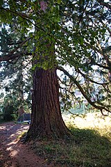 Riesen­mammut­baum in Park der Marienburg