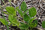 Miniatura para Desmodium molliculum