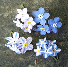 Myosotis: Colour and distribution of colours are inherited independently. Mendel-flowers.jpg