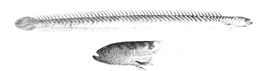 Microdesmus dipus