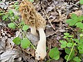 Morchella diminutiva