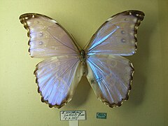 Morpho menelaus amathonte