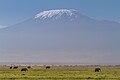 Plaine d'Amboseli devant le Kilimandjaro.