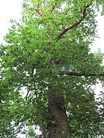 Türkischer Haselnussbaum rechts neben dem Friedrich-Siebert-Weg[1]