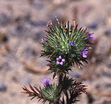 Navarretiasquarrosa.jpg