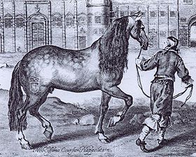 Gravure du XVIIe siècle représentant un cheval napolitain de couleur grise