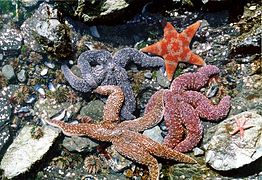 Starfish exhibit a wide range of colours