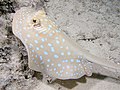 Stingrays have sharp detachable spines at the base of the tail, capable of causing severe wounds. Pictured is the Bluespotted ribbontail ray.