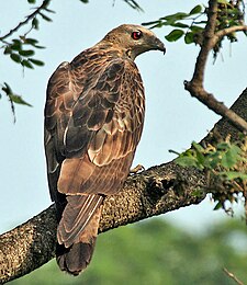 Østlig hvepsevåge (Pernis ptilorhynchus) Hane fotograferet i Kolkata.