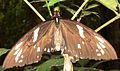 Ornithoptera priamus - female2. 
 JPG