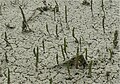 Schiermonnikoog Strandvlakte 2009 - Algenschuim met krimpscheuren en zeekraal