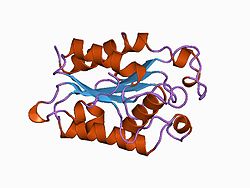 Cutinase