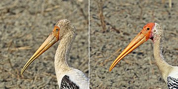 亞成鳥（左）與成鳥（右）