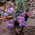 Flowers of Penstemon teucrioides