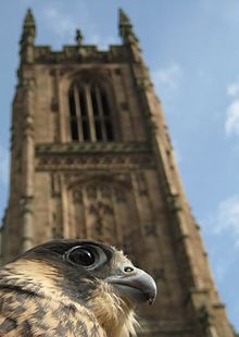 Juvenile peregrine falcon and Derby Cathedral tower, south side Peregrine falcon and Derby Cathedral tower.jpg