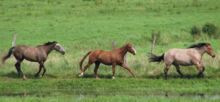 Pinto Horse Breeders Uk