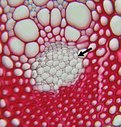 Gefärbter Querschnitt durch eine Sprossachse einer Einkeimblättrigen Pflanze. Das Phloem ist mit einem Pfeil markiert und kaum gefärbt. Oben befindet sich das Xylem.