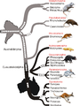 Albero filogenetico dei marsupiali derivato dai dati sui retroposoni