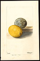 Image of lemons (scientific name: Citrus limon). (1904)