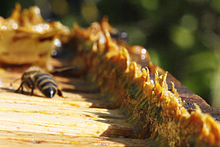 raw propolis in hive