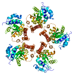 Протеин PYCR1 PDB 2ger.png