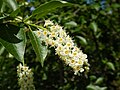 Prunus virginiana - chokecherry