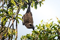 Pteropus melanotus natalis - the Christmas Island flying-fox.jpg